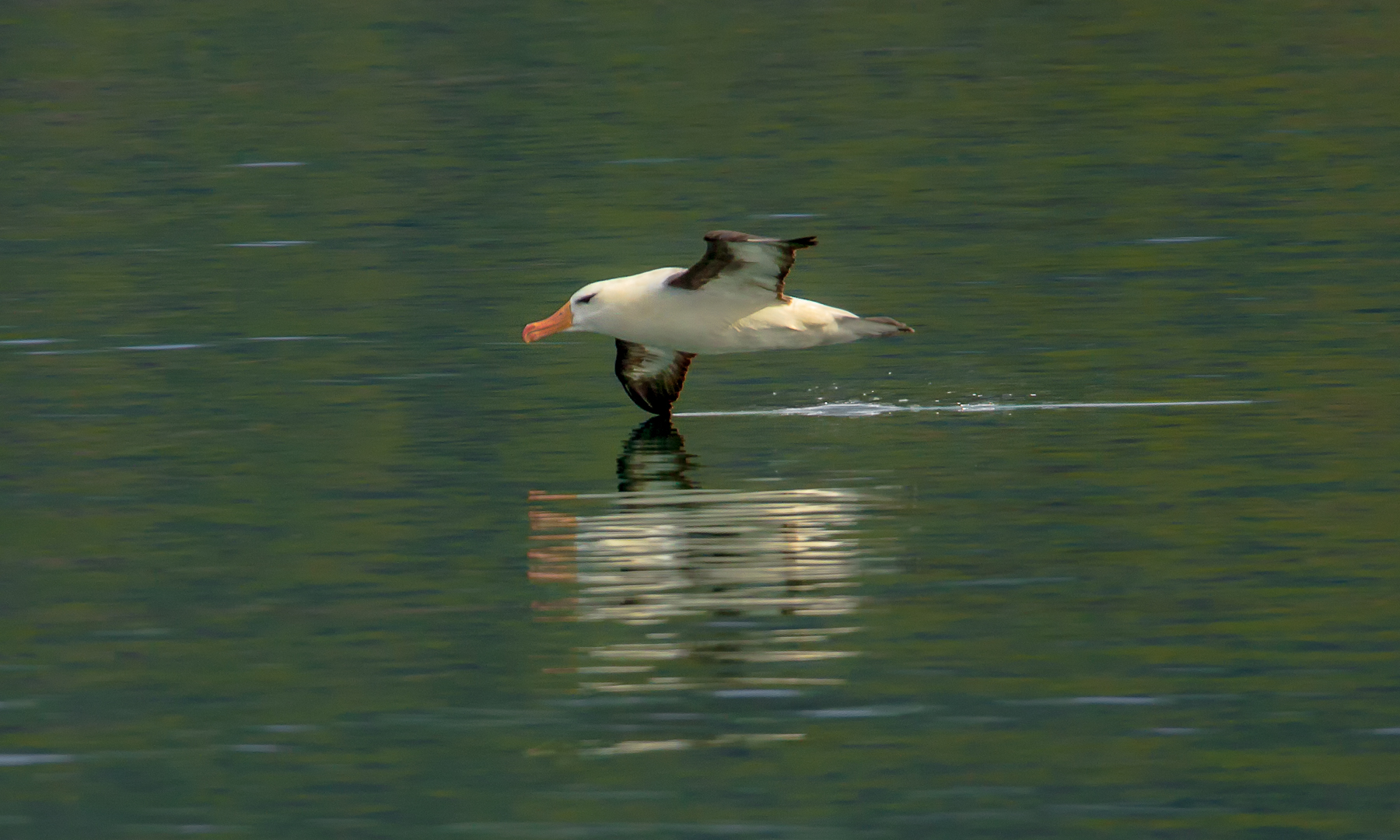 Black Browed Albatross
