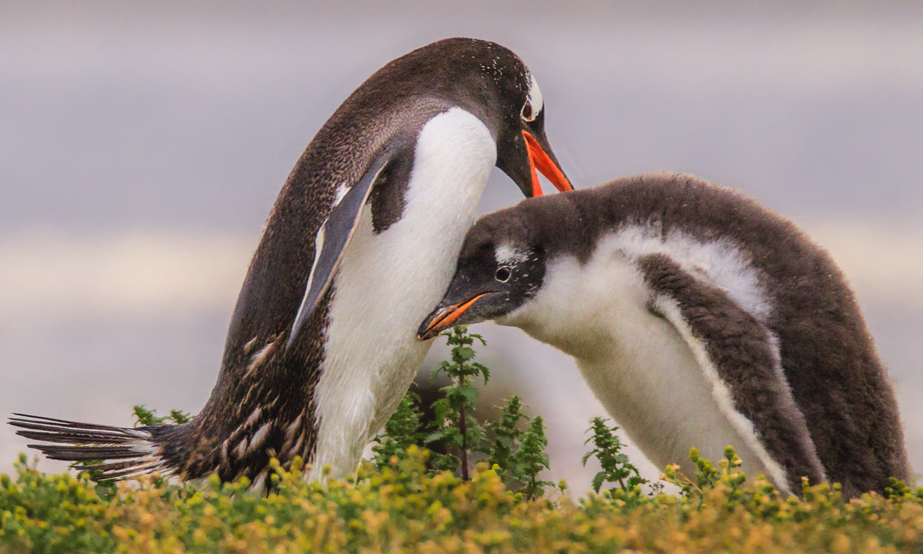 Gentoo Penguins