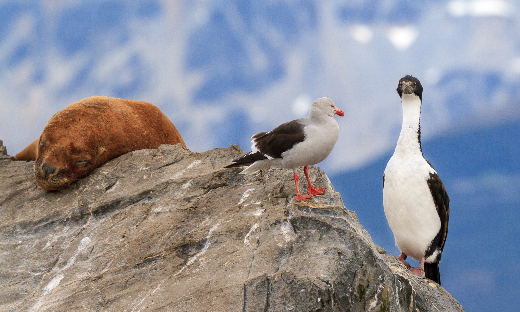 Imperial Shag (Cormorant), Kelp Gull, Seal,